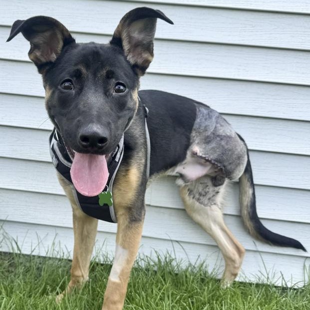 Jonas, Adoptable, Young Male Shepherd.