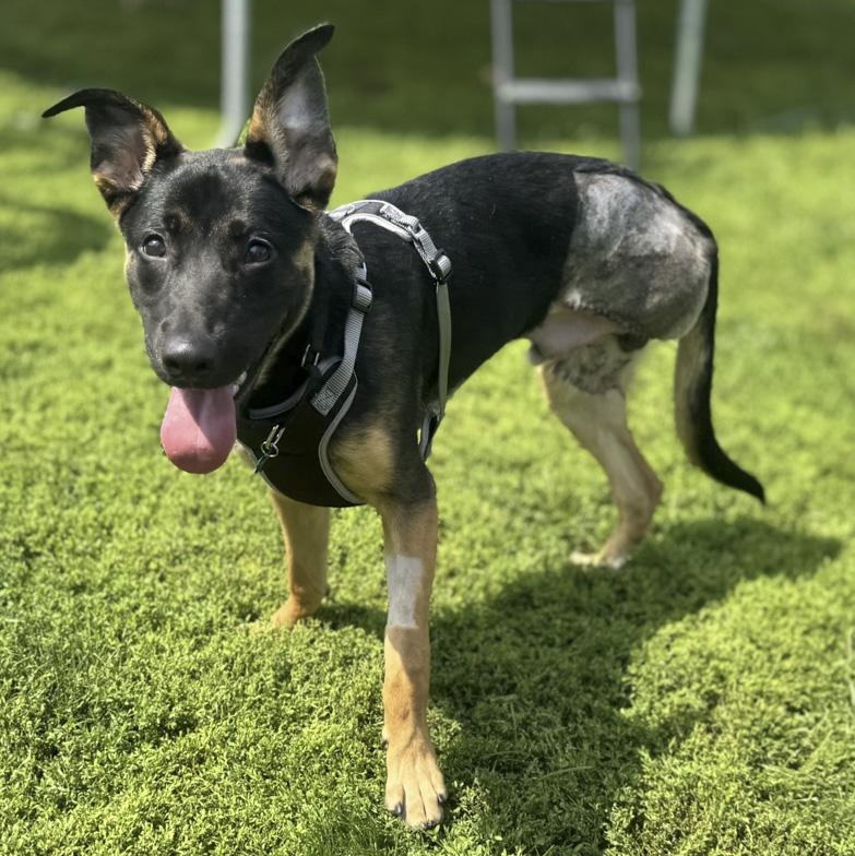 Enlarge Jonas, a Adoptable mixed breed in Toledo, OH image 2/2