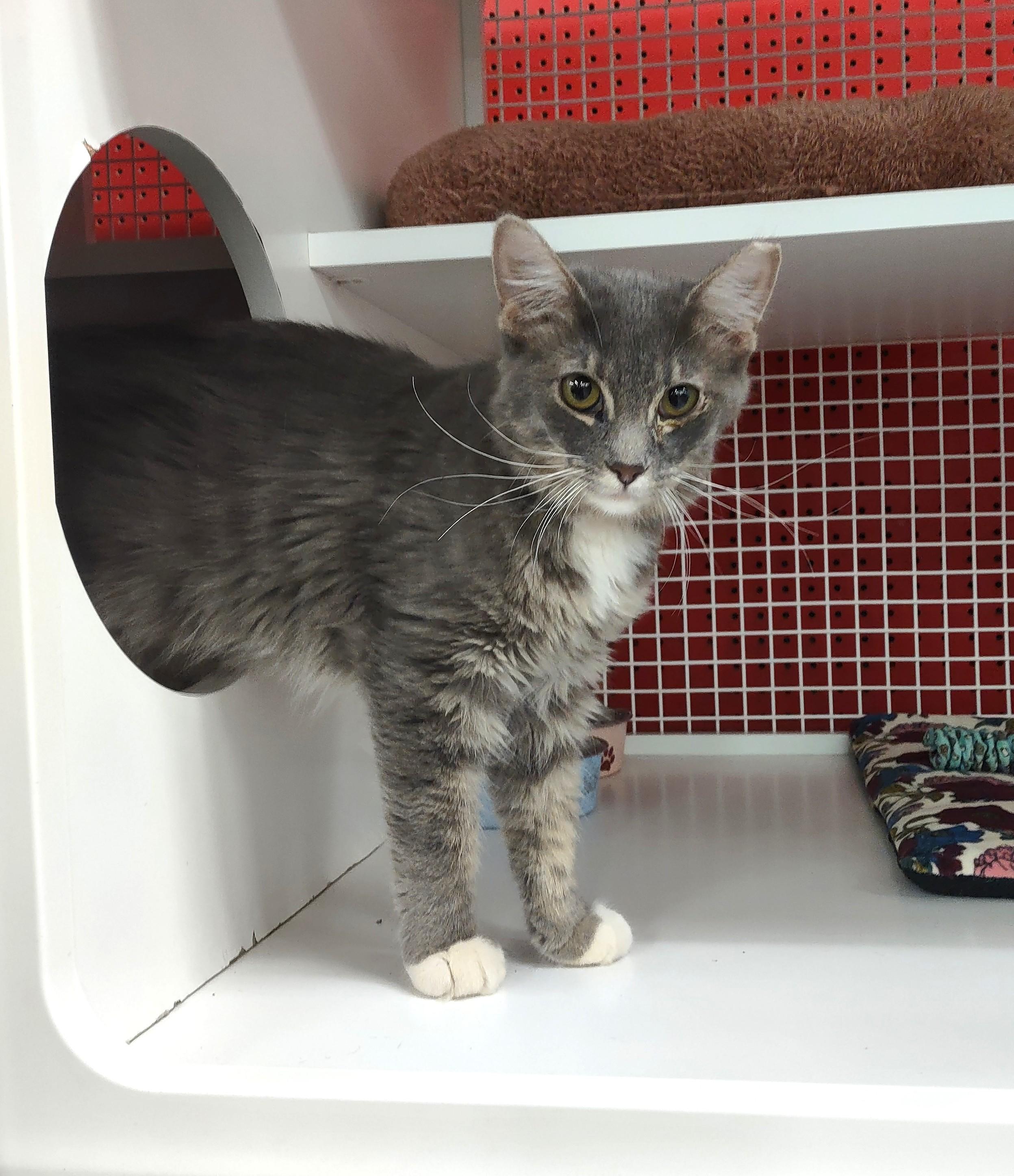 Hondo, Adopted, Kitten Male Domestic Short Hair.