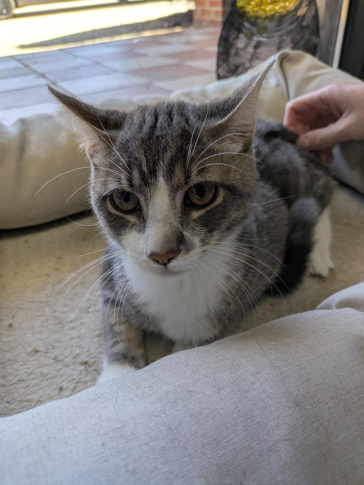 Enlarge Ezekiel, a Adoptable Domestic Short Hair in Raleigh, NC image 1/4