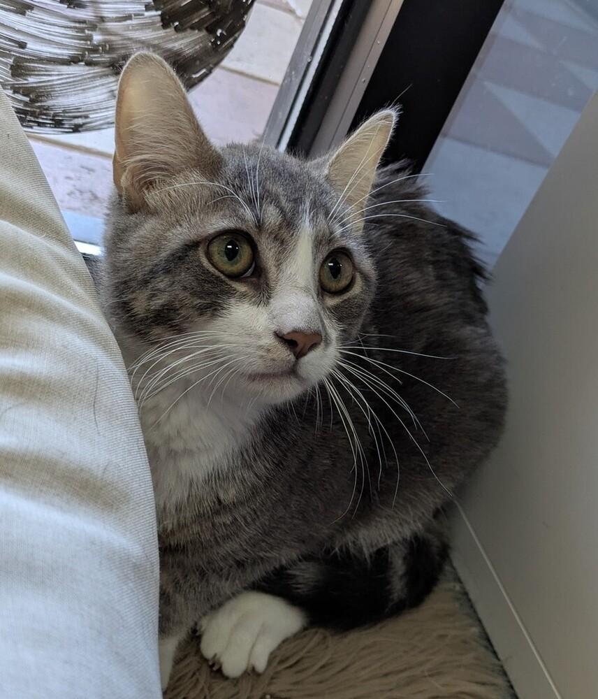 Enlarge Ezekiel, a Adoptable Domestic Short Hair in Raleigh, NC image 3/4