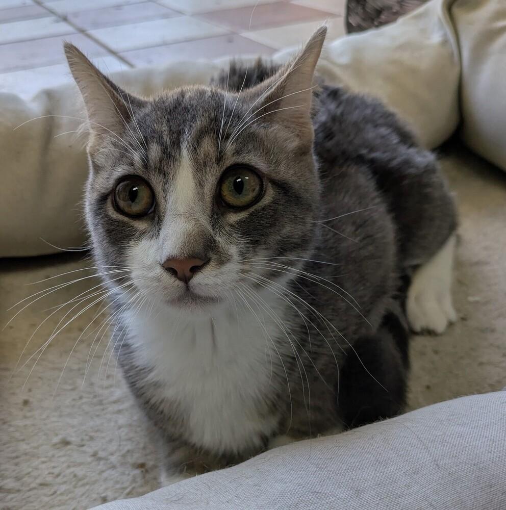 Enlarge Ezekiel, a Adoptable Domestic Short Hair in Raleigh, NC image 4/4