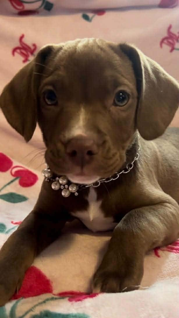 Honeycrisp , an adopted mixed breed in Cosby, TN image 2/5