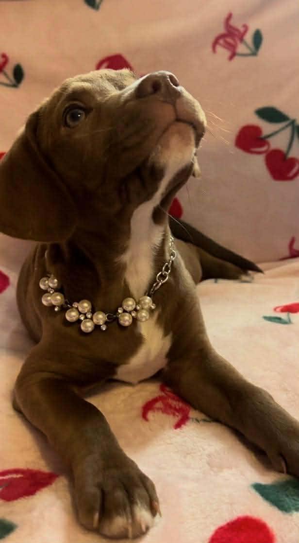 Honeycrisp , an adopted mixed breed in Cosby, TN image 4/5