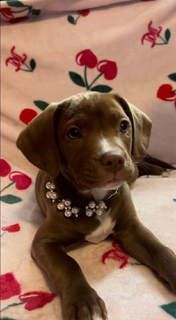 Honeycrisp , an adopted mixed breed in Cosby, TN image 5/5