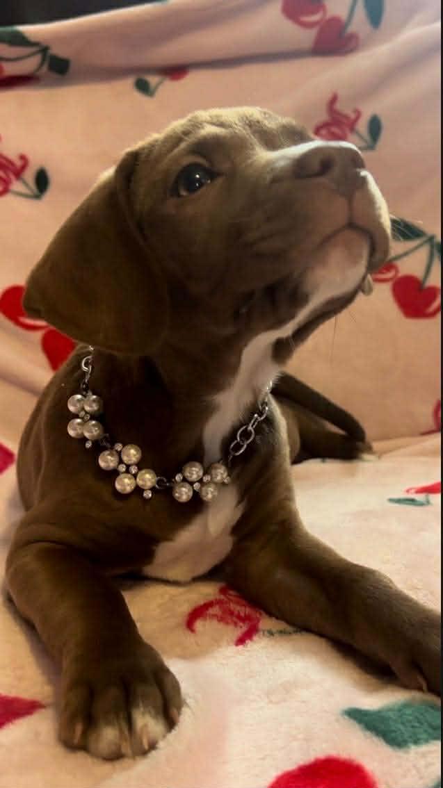 Honeycrisp , an adopted mixed breed in Cosby, TN image 3/5