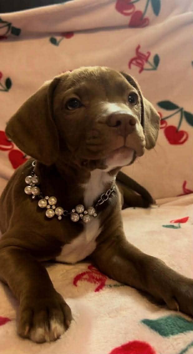 Honeycrisp , adopted, Puppy Female Beagle.