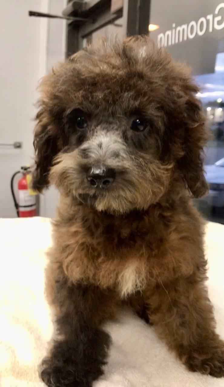 Copper, Adopted, Puppy Male Cockapoo.