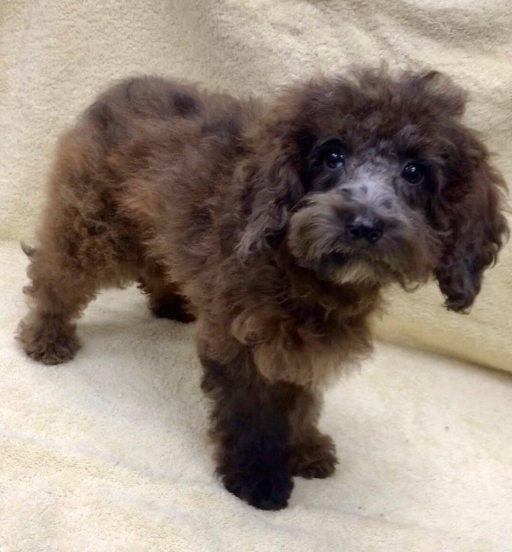 Enlarge Copper, a Adopted mixed breed in Lincolnwood, IL image 2/4