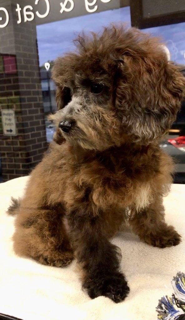 Enlarge Copper, a Adopted mixed breed in Lincolnwood, IL image 3/4