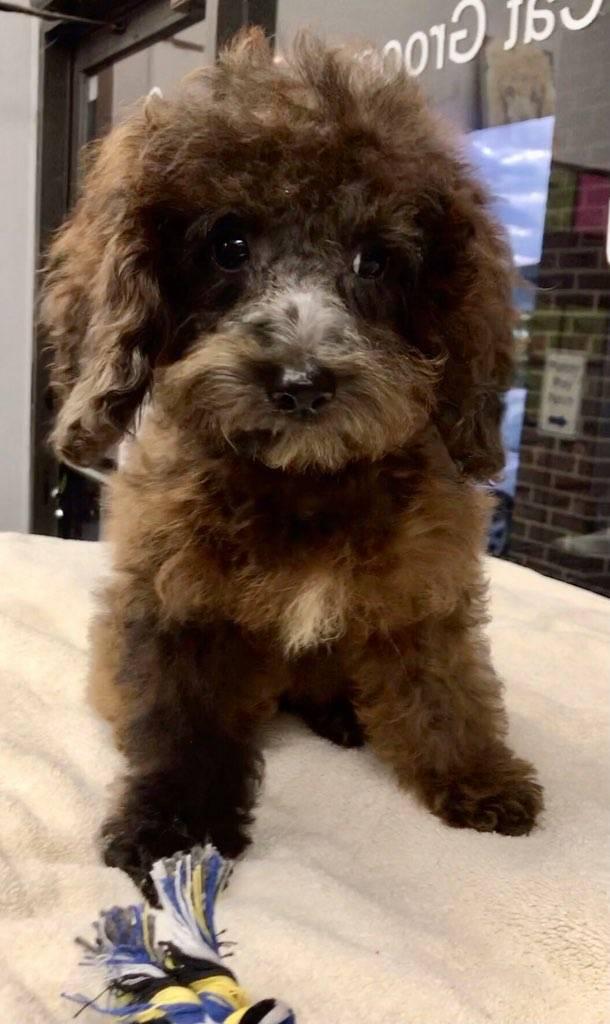 Enlarge Copper, a Adopted mixed breed in Lincolnwood, IL image 4/4