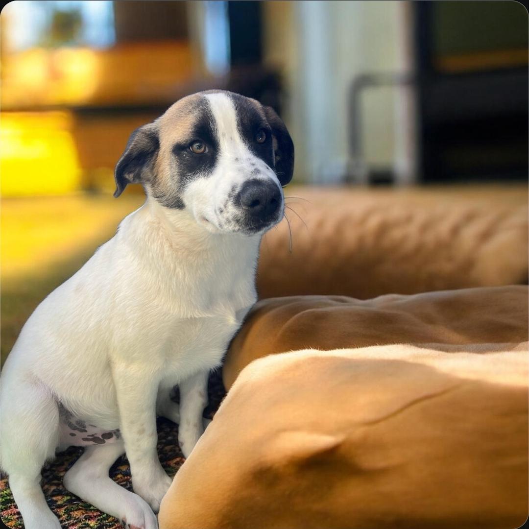 Enlarge Jerry , a Adoptable mixed breed in Elwood, NJ image 1/1