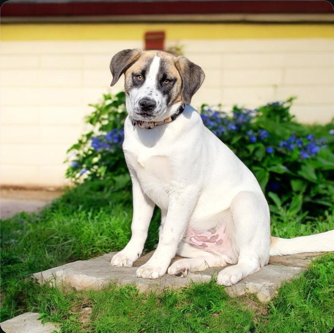 Enlarge Jerry , an adopted mixed breed in Elwood, NJ image 2/4