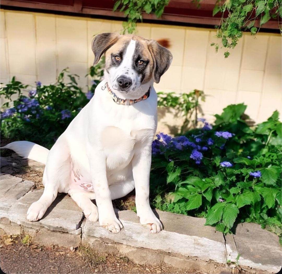 Enlarge Jerry , an adopted mixed breed in Elwood, NJ image 3/4