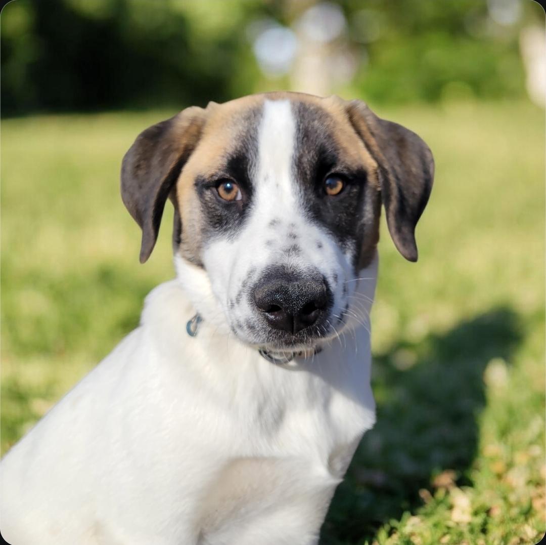 Jerry , adopted, Puppy Male Labrador Retriever & Saint Bernard.