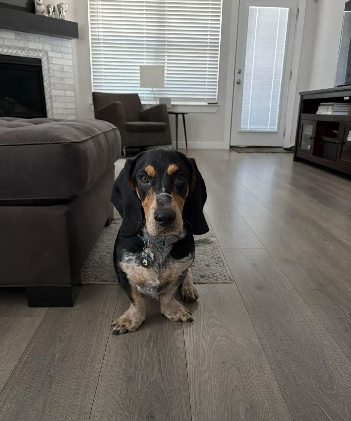Reggie K, a Adopted Basset Hound in Carrollton, TX image 1/3