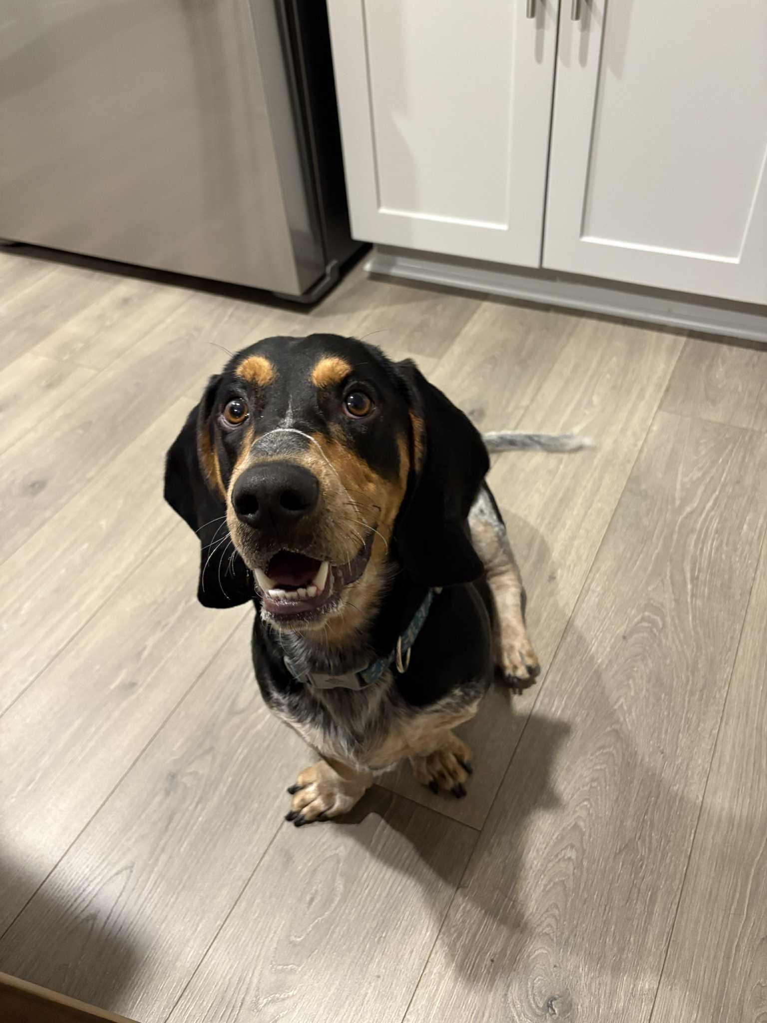 Reggie K, Adopted, Adult Male Basset Hound.