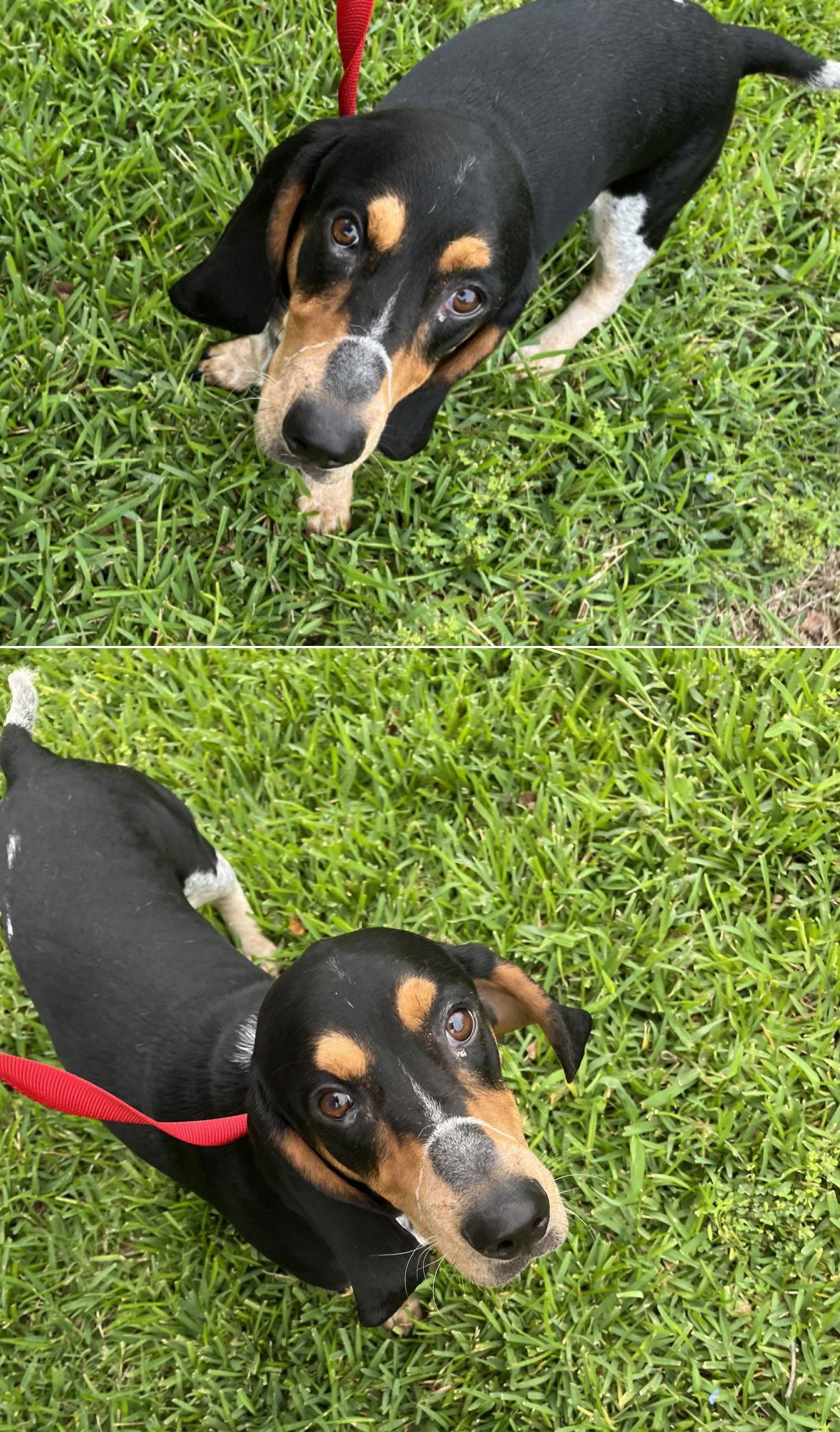 Reggie K, a Adopted Basset Hound in Carrollton, TX image 3/3