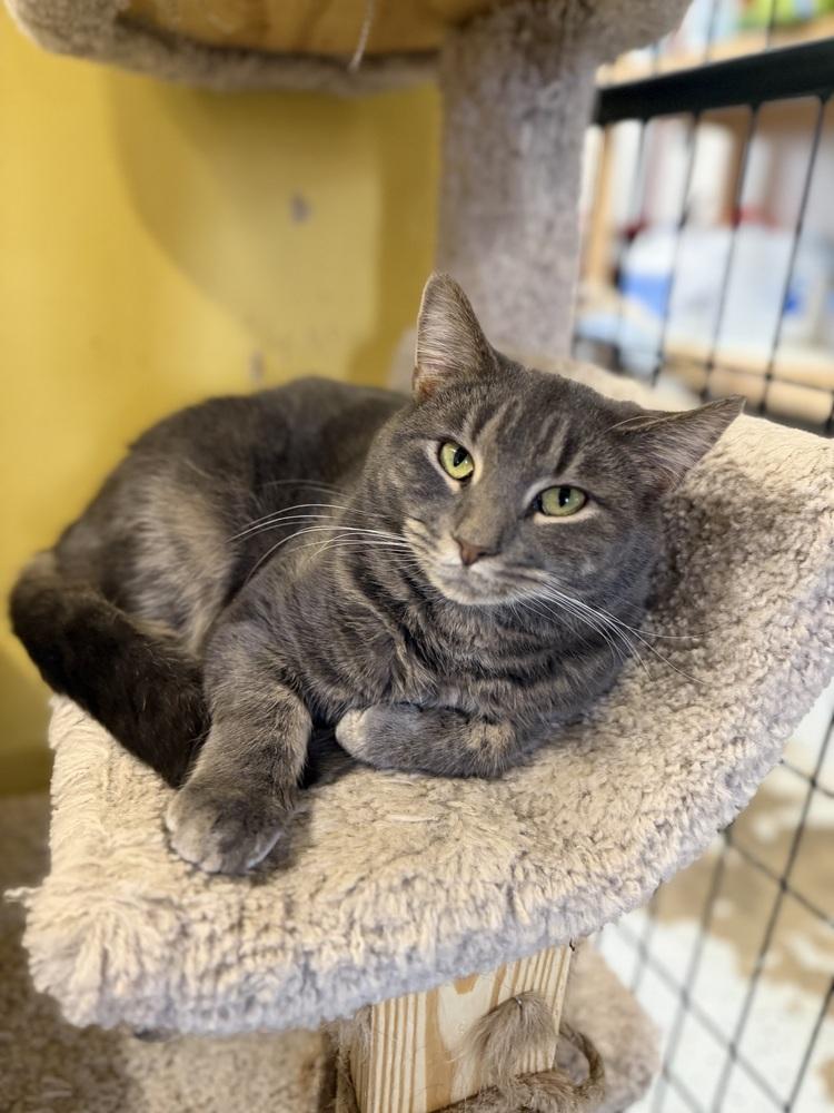 Enlarge Romney, a Adoptable Domestic Short Hair in Greene, NY image 1/1