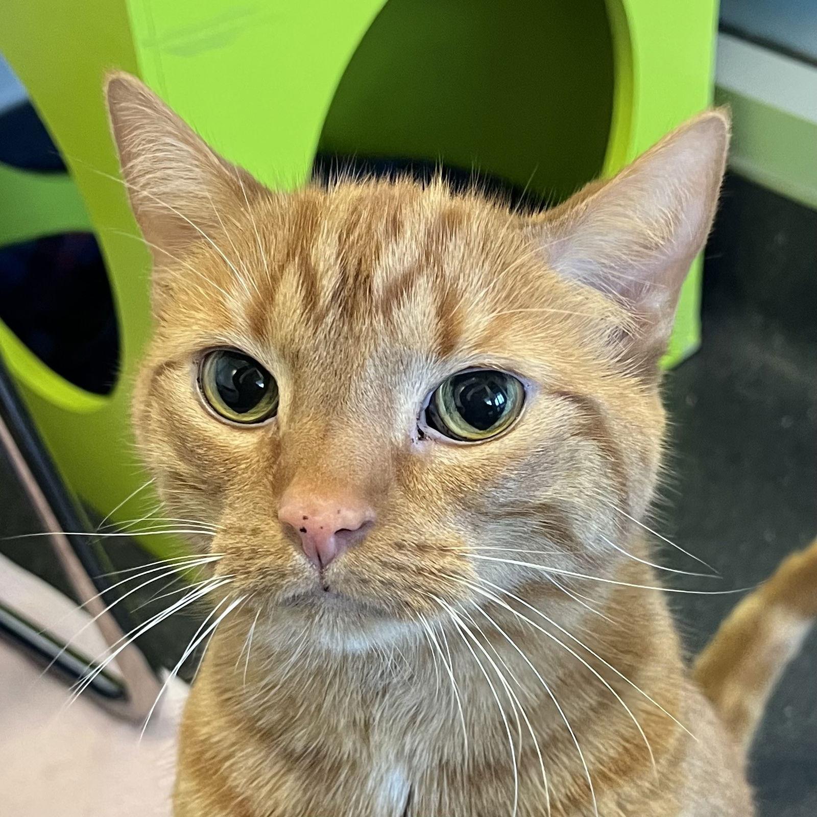 Hagow, Adopted, Adult Female Domestic Short Hair.