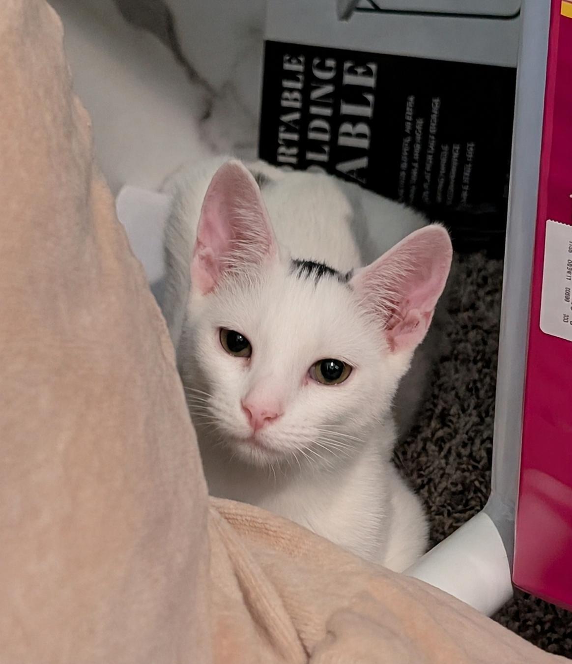 Enlarge Trooper, a Adoptable Domestic Short Hair in hopkinsville, KY image 2/6