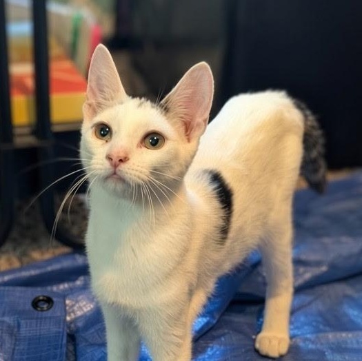 Enlarge Trooper, a Adoptable Domestic Short Hair in hopkinsville, KY image 3/6