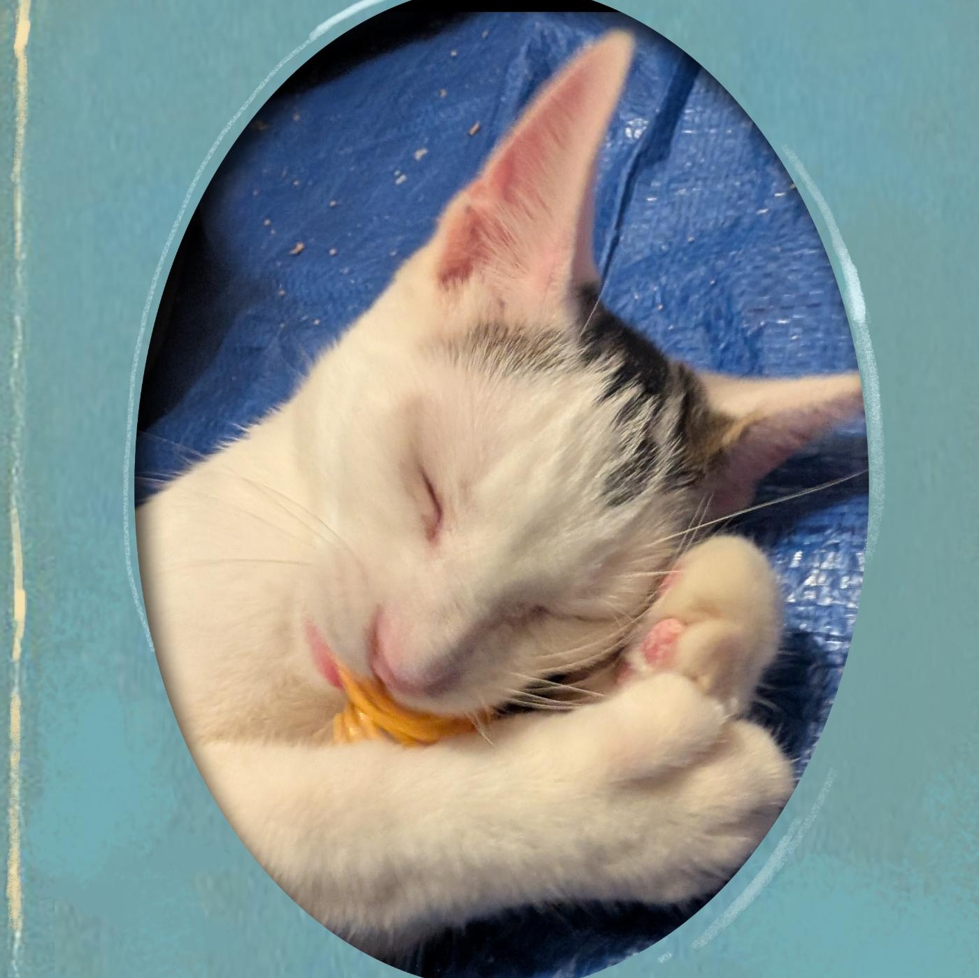 Enlarge Trooper, a Adoptable Domestic Short Hair in hopkinsville, KY image 6/6