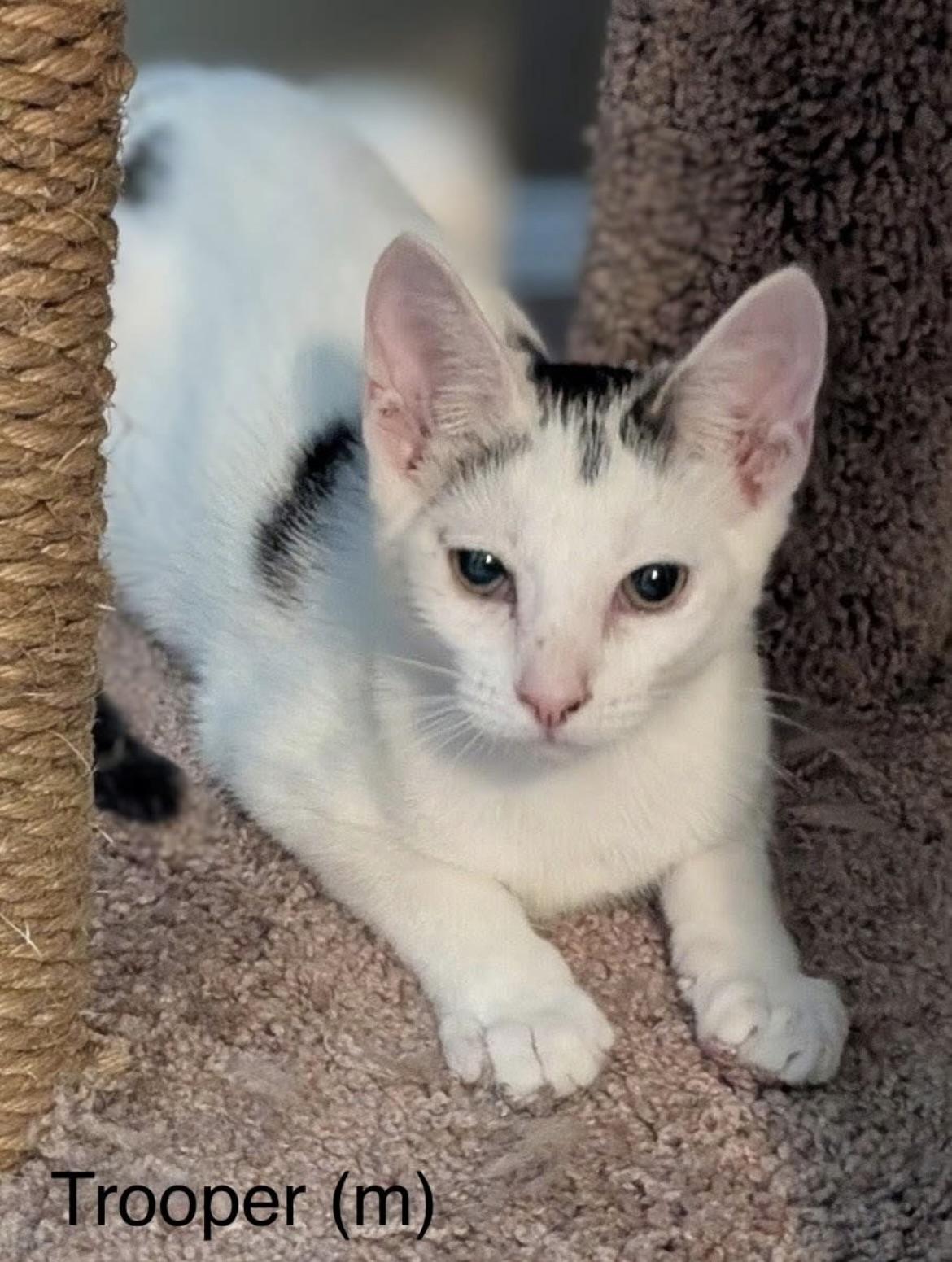 Enlarge Trooper, a Adoptable Domestic Short Hair in hopkinsville, KY image 1/6