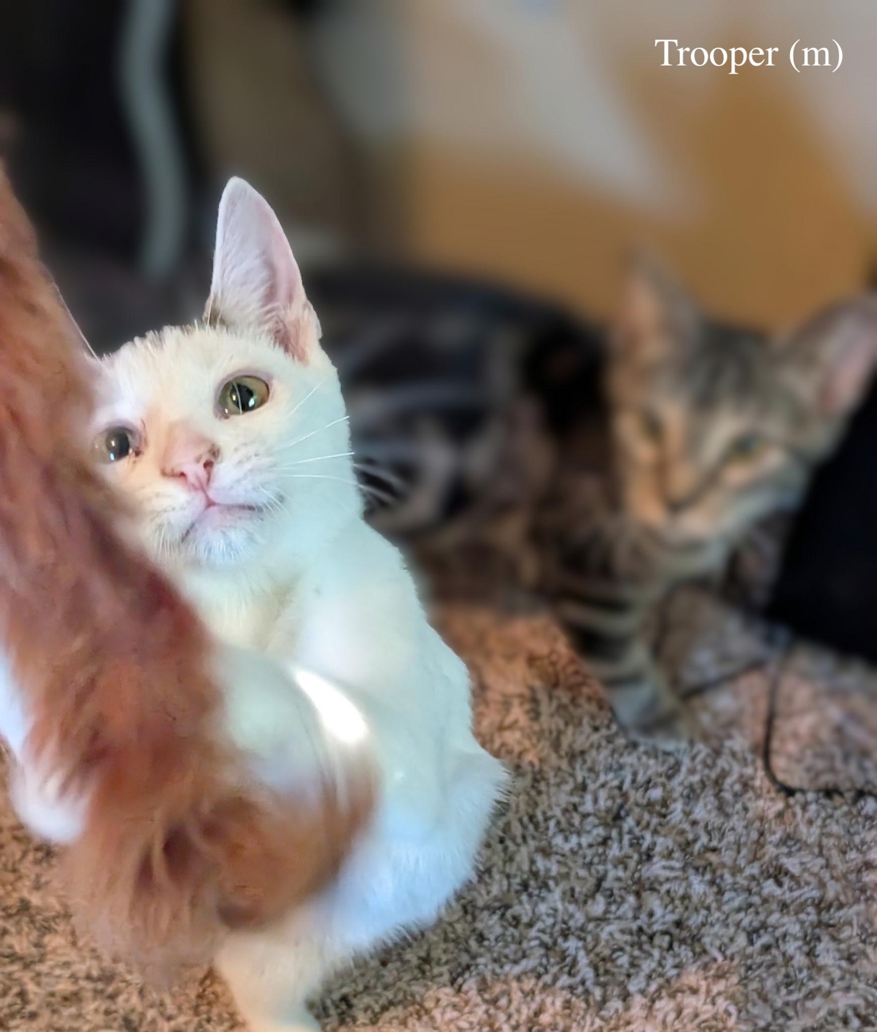Enlarge Trooper, a Adoptable Domestic Short Hair in hopkinsville, KY image 5/6
