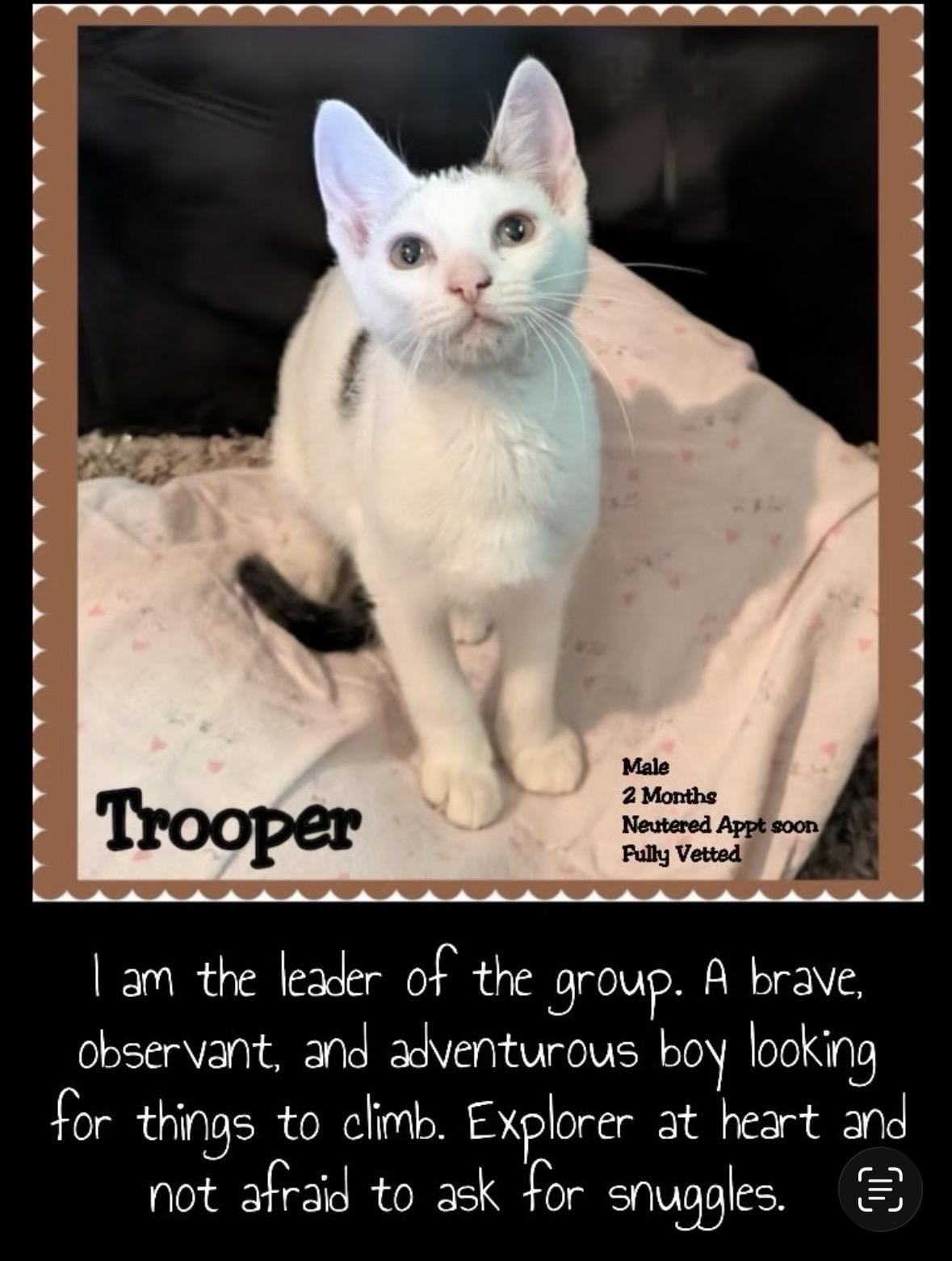 Enlarge Trooper, a Adoptable Domestic Short Hair in hopkinsville, KY image 4/6
