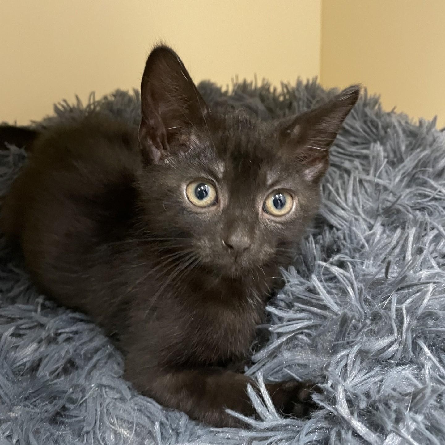 Cat for adoption Flip Flop, a Domestic Short Hair in Cooperstown, NY