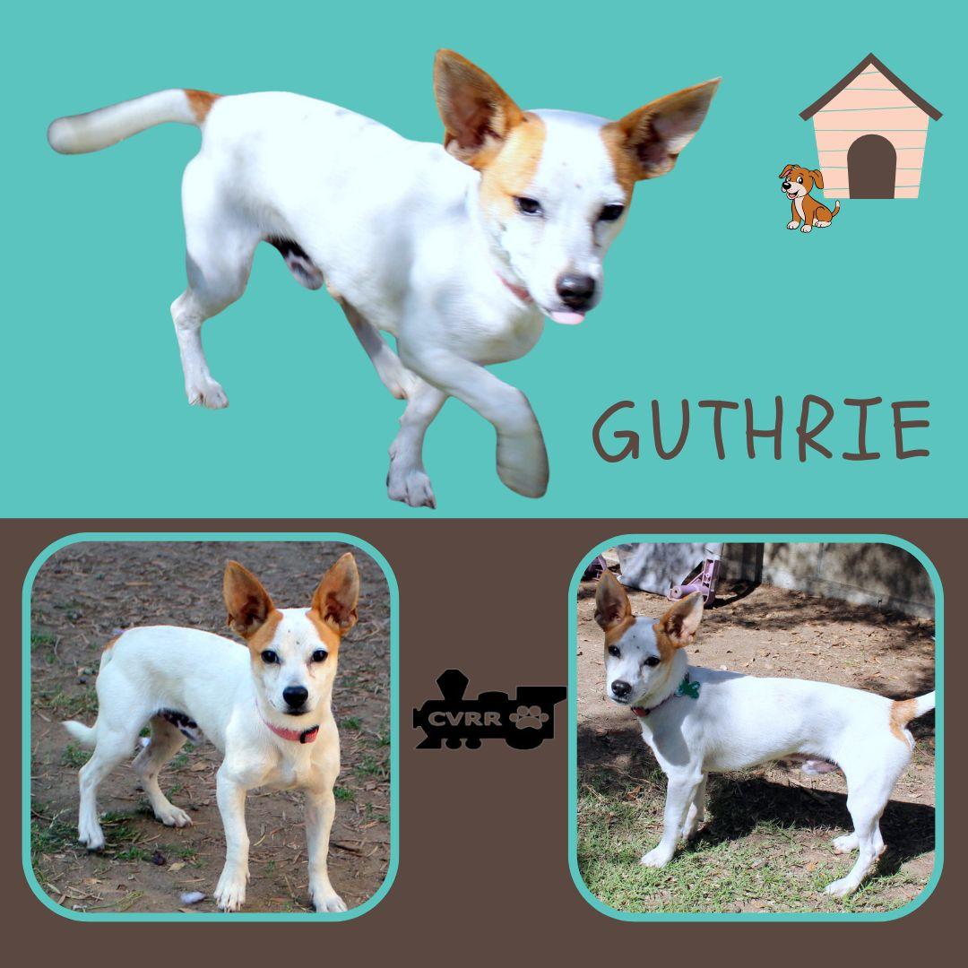 Guthrie, Adoptable, Adult Male Jack Russell Terrier.
