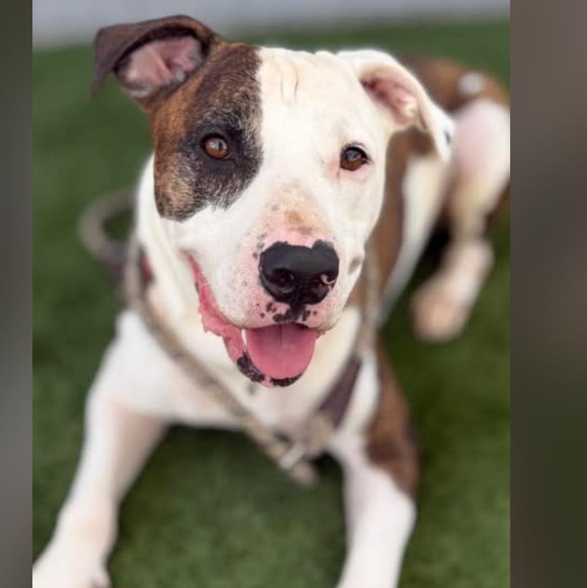 Ranger, Adoptable, Adult Male Mixed Breed.