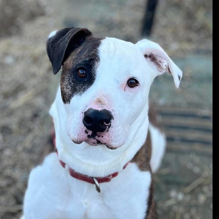 Enlarge Ranger, a Adoptable Mixed Breed in Warren, OH image 2/3