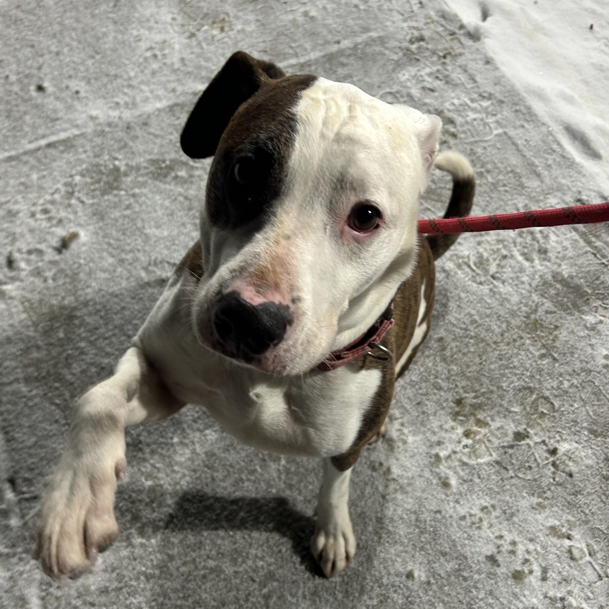 Enlarge Ranger, a Adoptable Mixed Breed in Warren, OH image 3/3