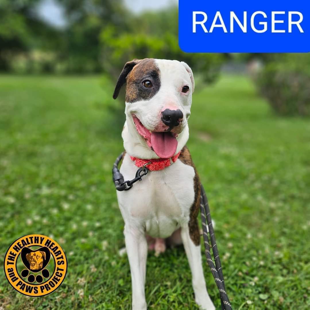 Enlarge Ranger, a Adoptable Mixed Breed in Warren, OH image 1/1