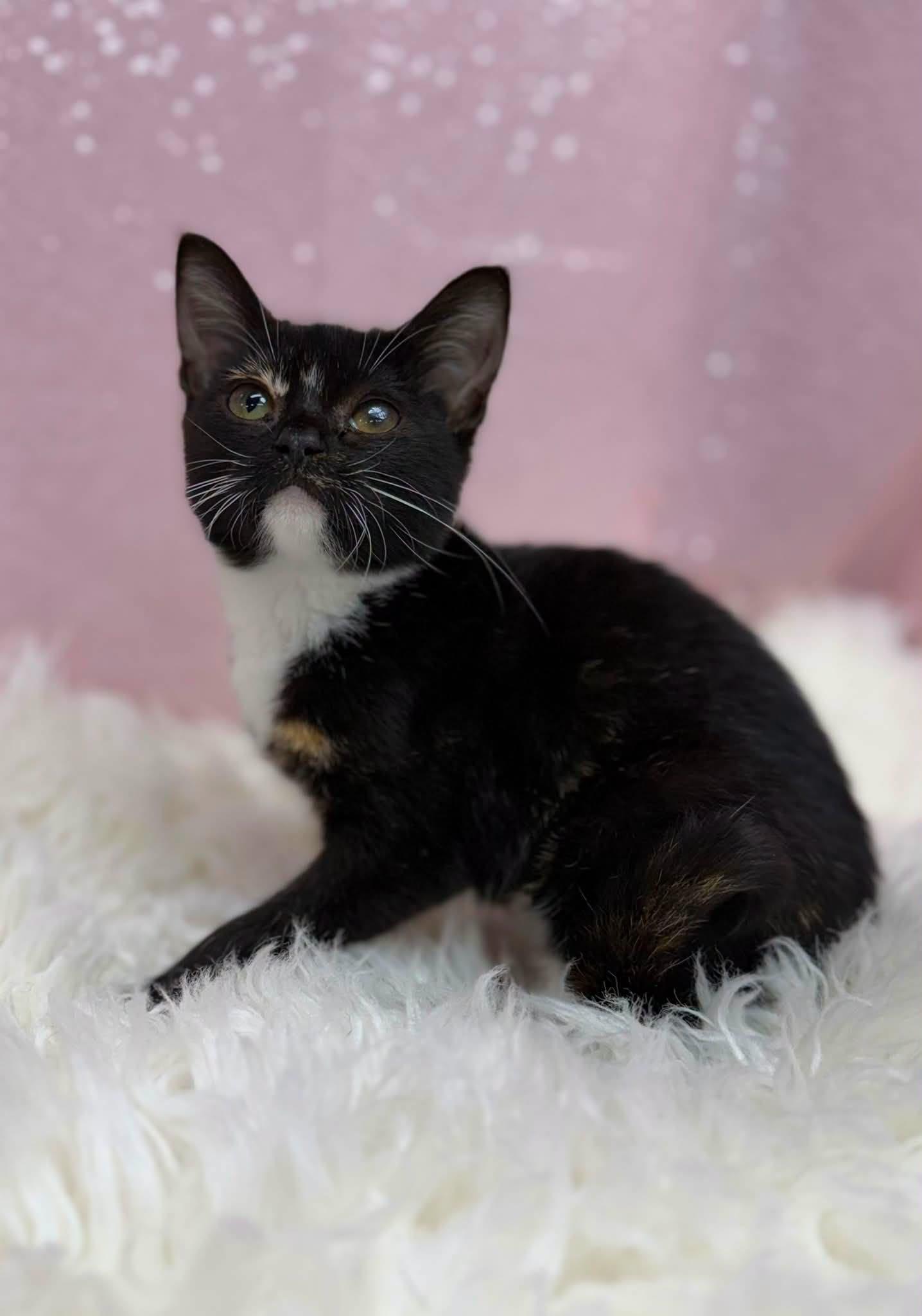 Veronica, Adoptable, Young Female Domestic Short Hair.