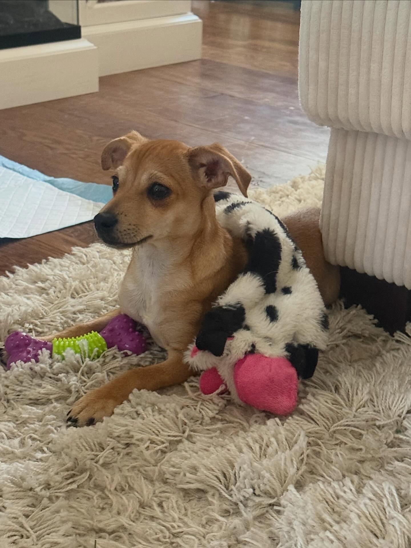 Marco, Adoptable, Puppy Male Chihuahua.