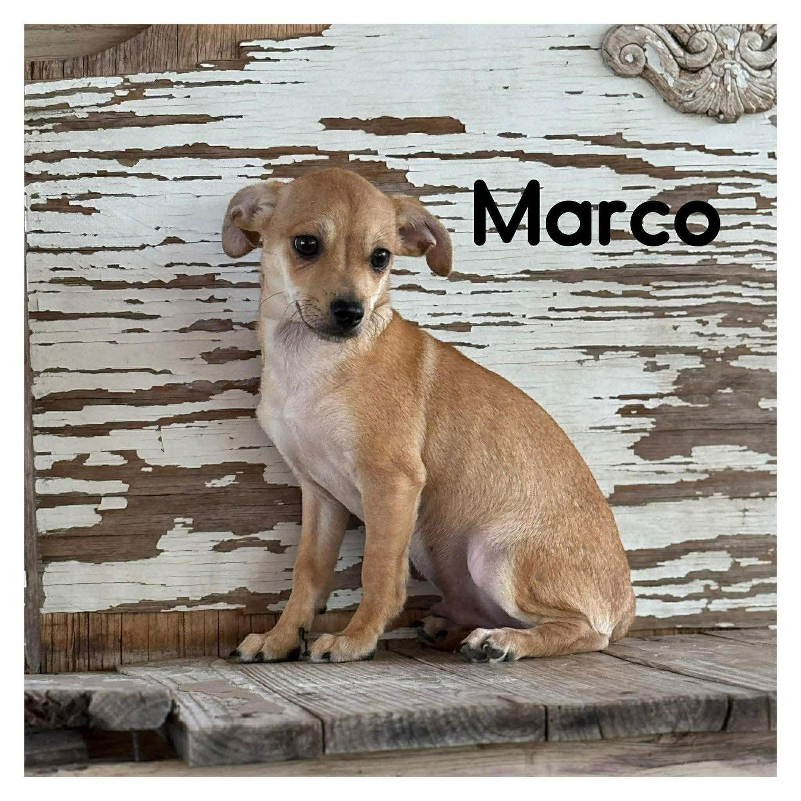 Enlarge Marco, a Adoptable Chihuahua in Lake Hopatcong, NJ image 2/3