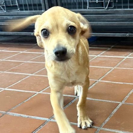 Marco, Adoptable, Puppy Male Chihuahua.