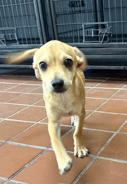 Enlarge Marco, a Adoptable Chihuahua in Lake Hopatcong, NJ image 3/3