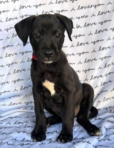 Enlarge Perla, a Adoptable mixed breed in San Tan Valley, AZ image 1/1