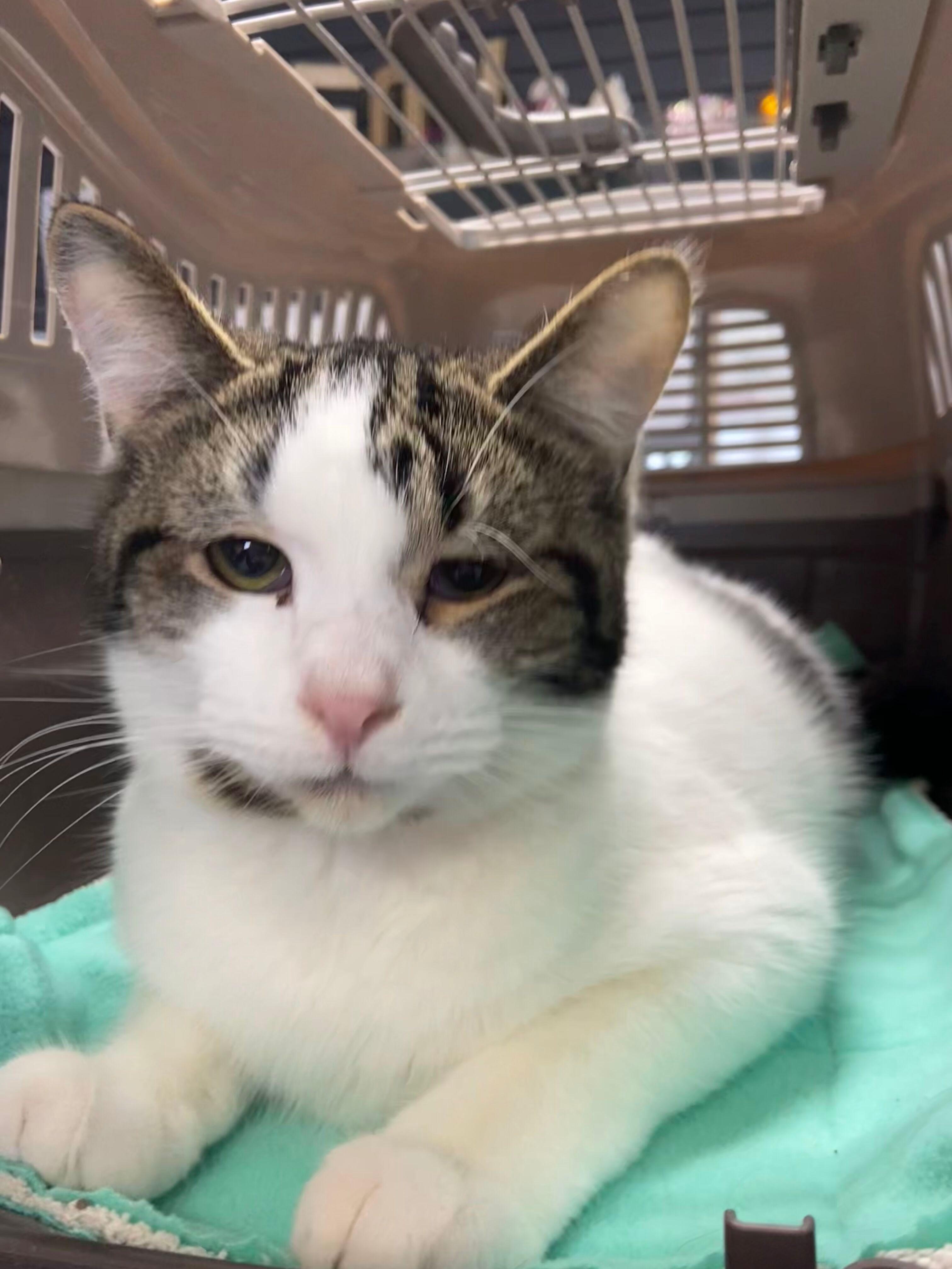 ANDRE, adopted, Young Male Domestic Short Hair.