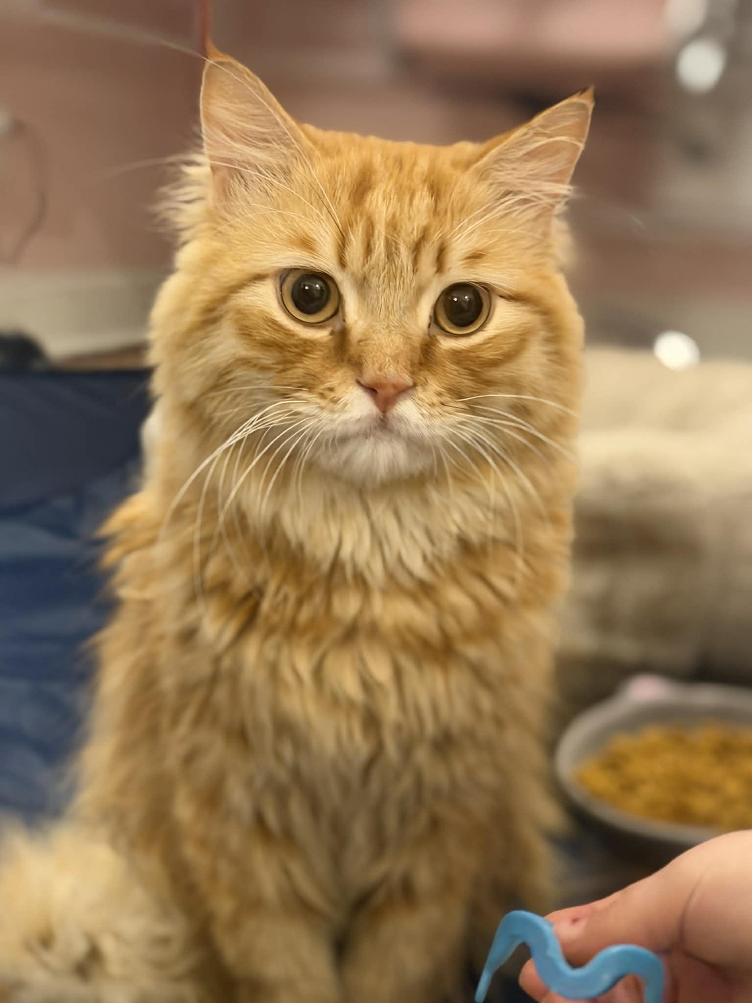 Enlarge Tito, a ADOPTABLE mixed breed in Allentown, NJ image 4/6