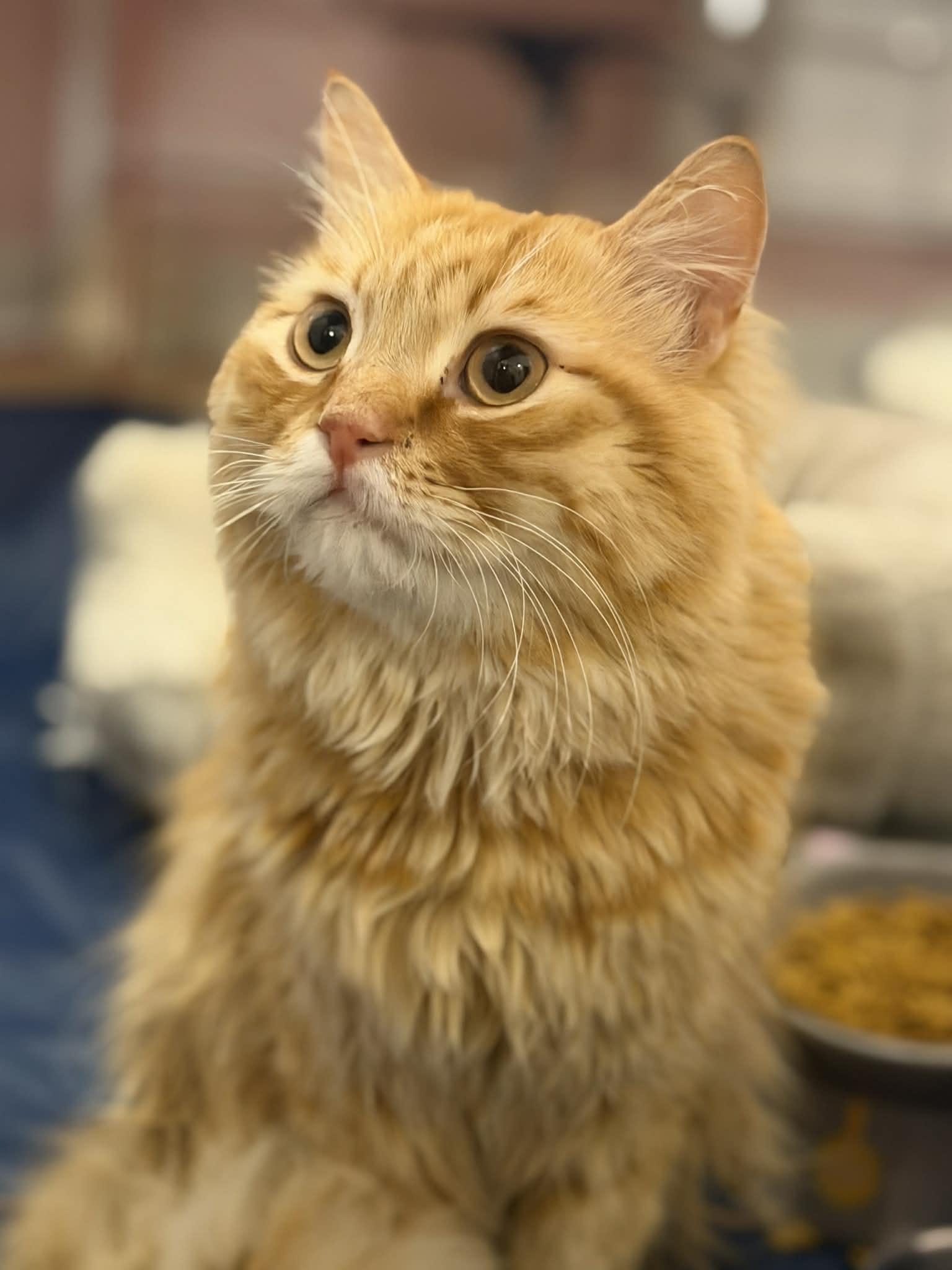 Enlarge Tito, a ADOPTABLE mixed breed in Allentown, NJ image 5/6