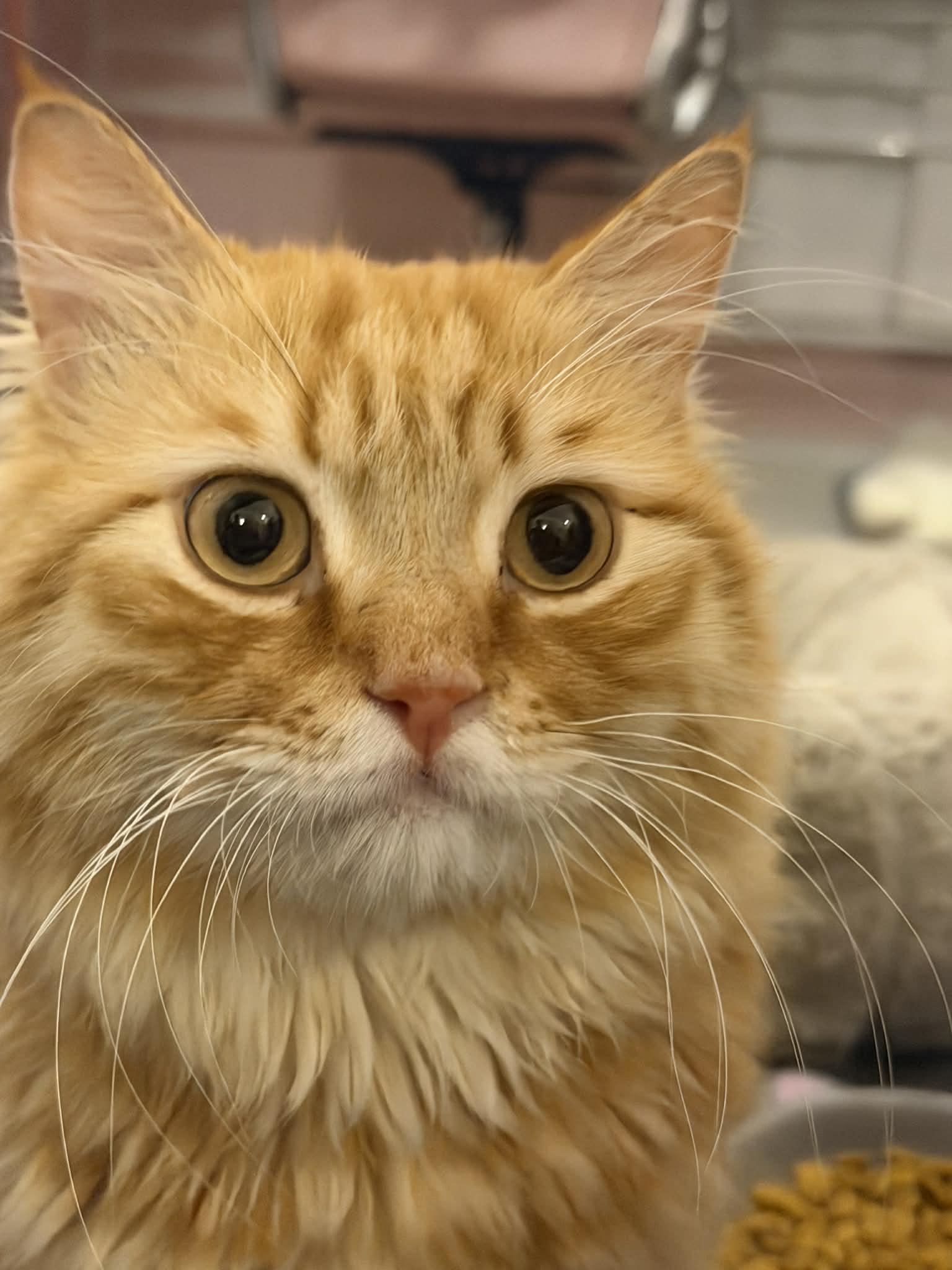 Enlarge Tito, a ADOPTABLE mixed breed in Allentown, NJ image 6/6