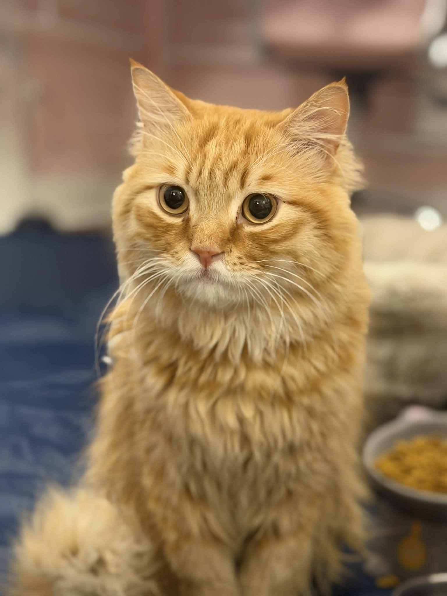 Enlarge Tito, a ADOPTABLE mixed breed in Allentown, NJ image 2/6