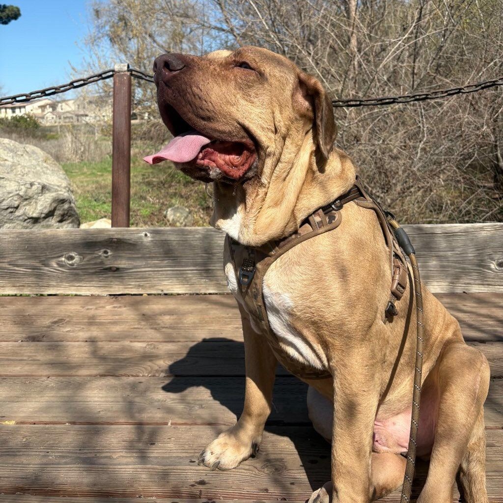 Enlarge Merlin, a Adoptable Mastiff in Riverside, CA image 6/6