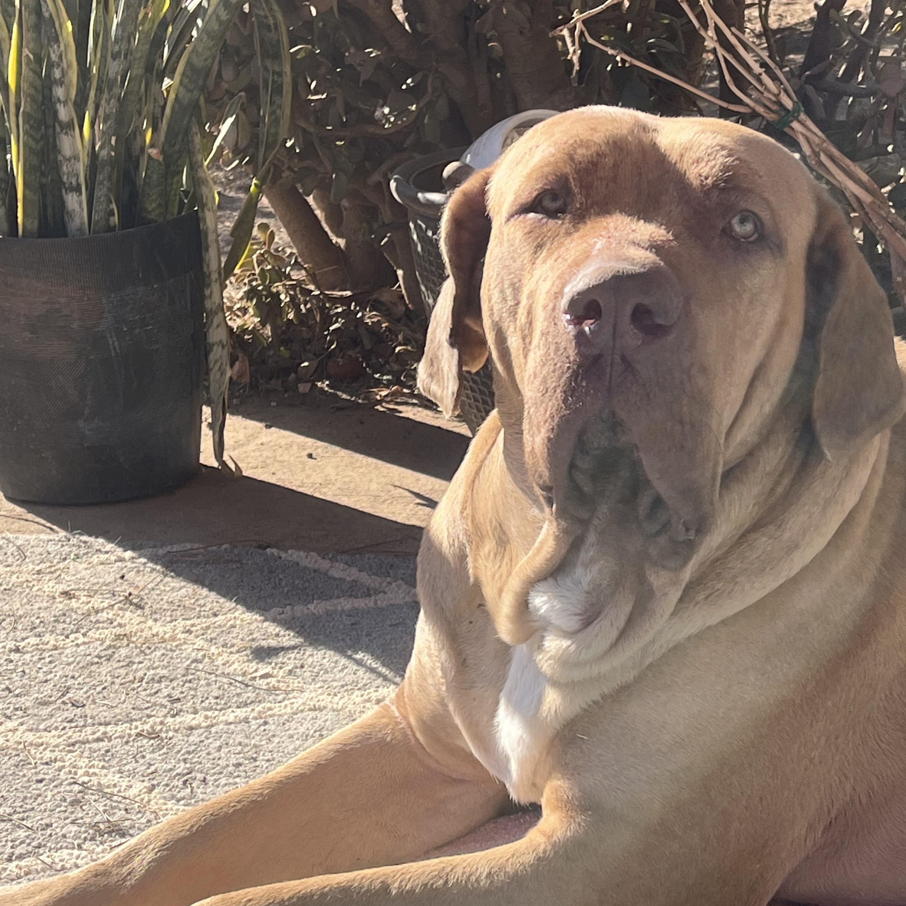 Enlarge Merlin, a Adoptable Mastiff in Riverside, CA image 3/6
