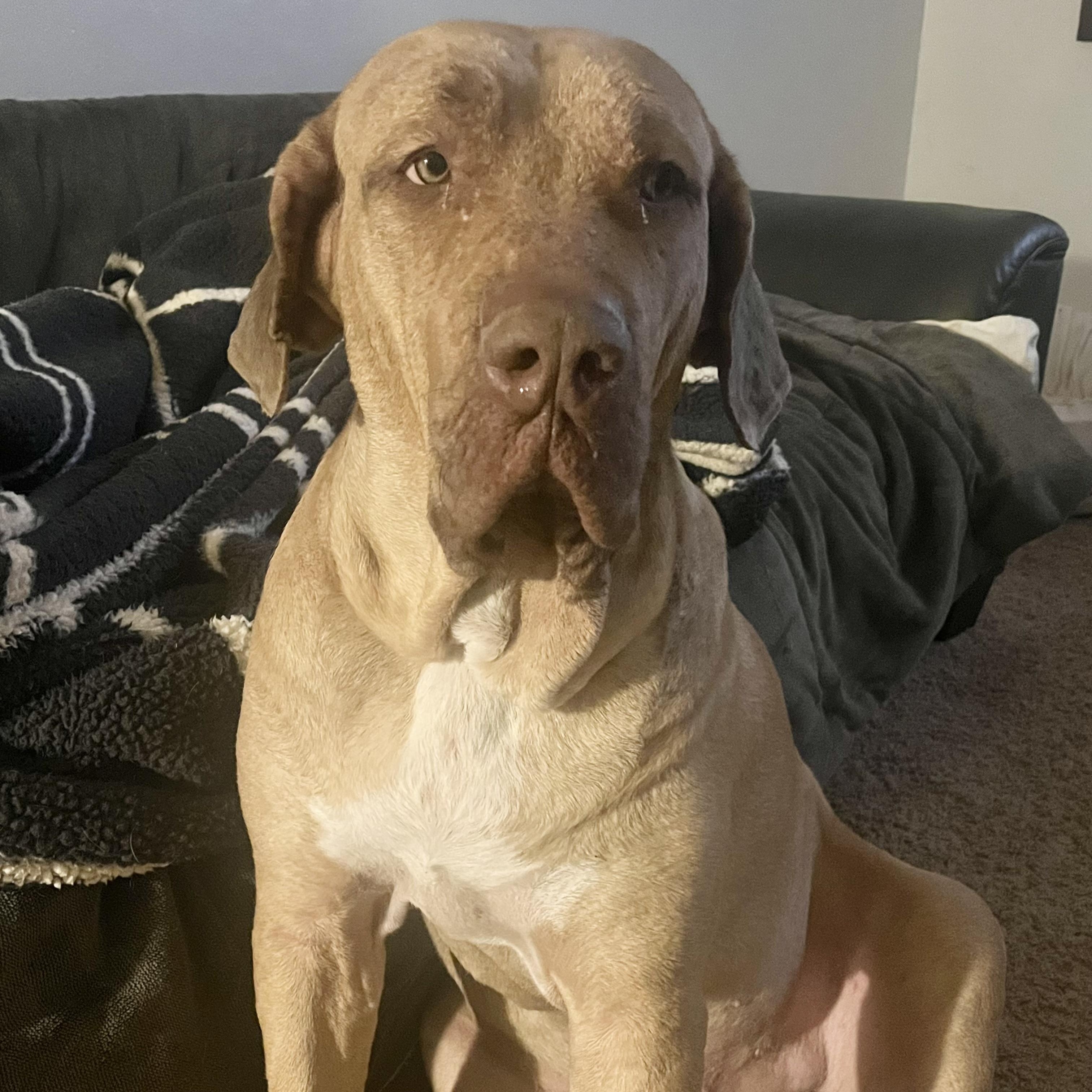 Enlarge Merlin, a Adoptable Mastiff in Riverside, CA image 1/6